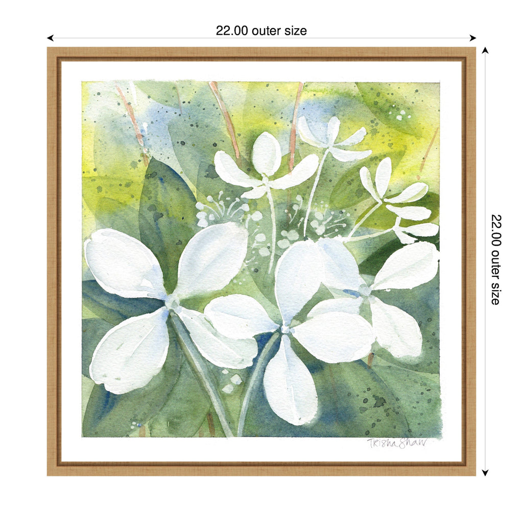 Sylvie White Phantom Hydrangea in Greens Framed Canvas by Patricia Shaw