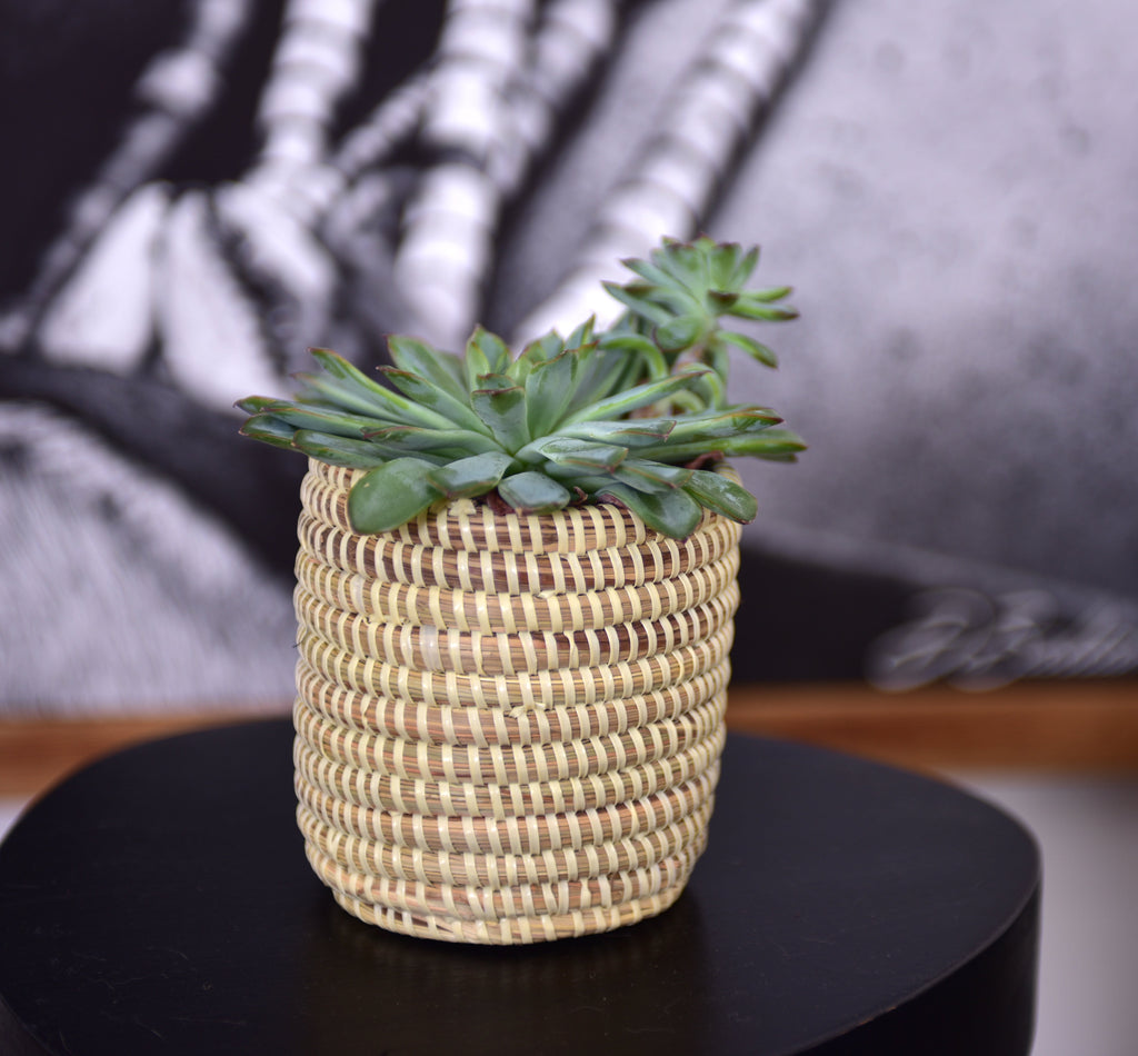 Succulent Basket Planter