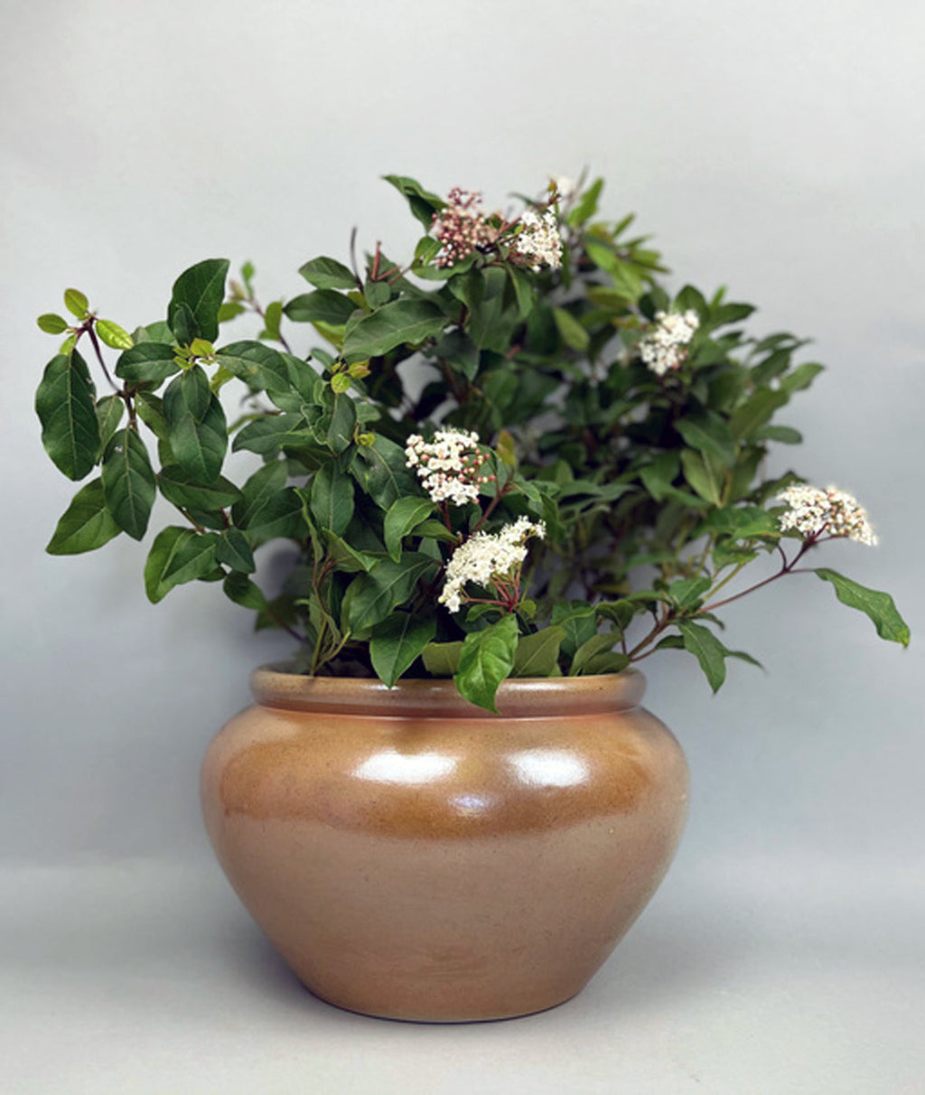 Vintage Bonny sur Loire Low Pot #1