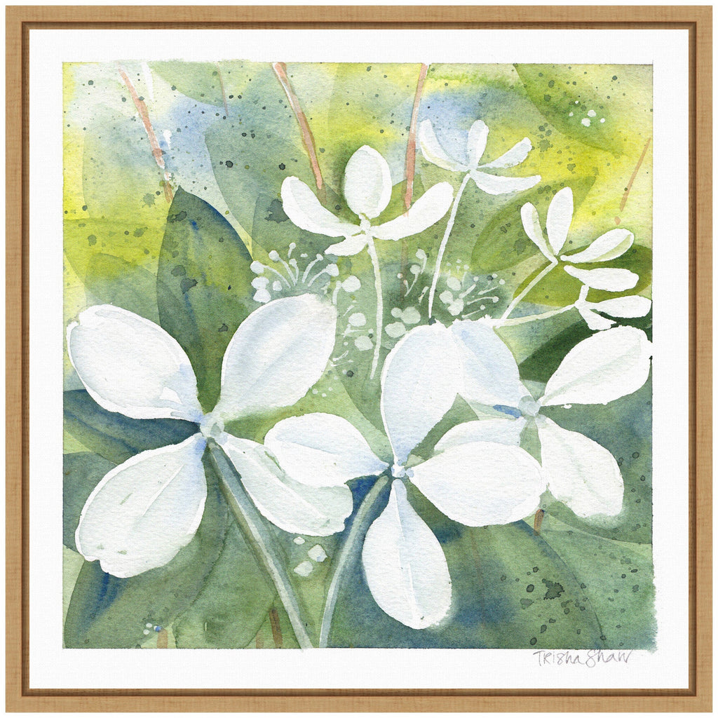 Sylvie White Phantom Hydrangea in Greens Framed Canvas by Patricia Shaw