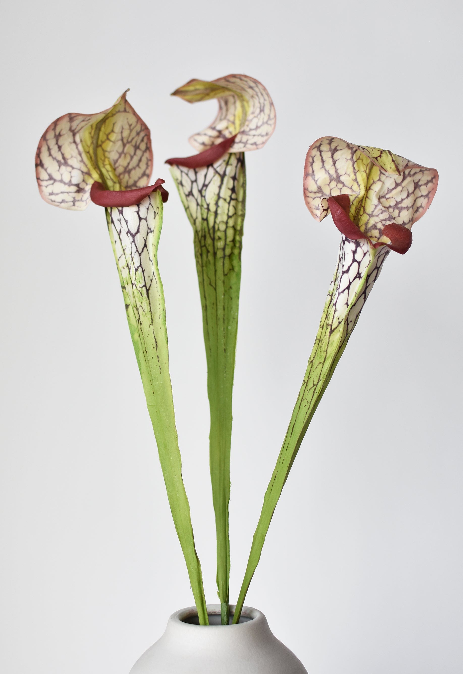 28" Faux Green/Burgundy Pitcher Plant Stem