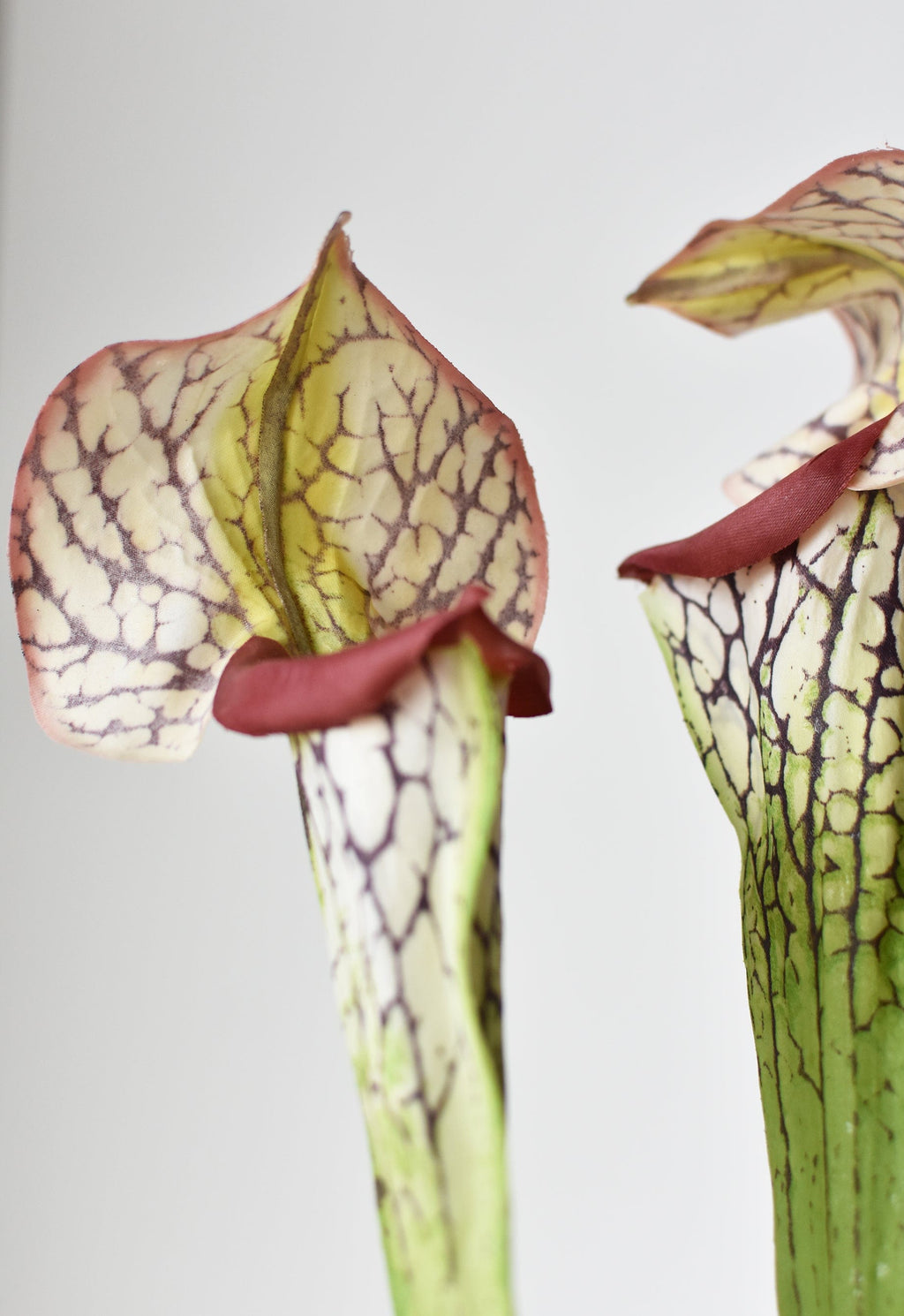 28" Faux Green/Burgundy Pitcher Plant Stem
