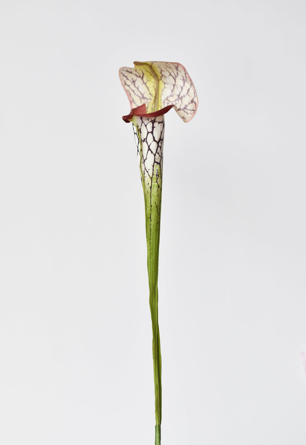 28" Faux Green/Burgundy Pitcher Plant Stem
