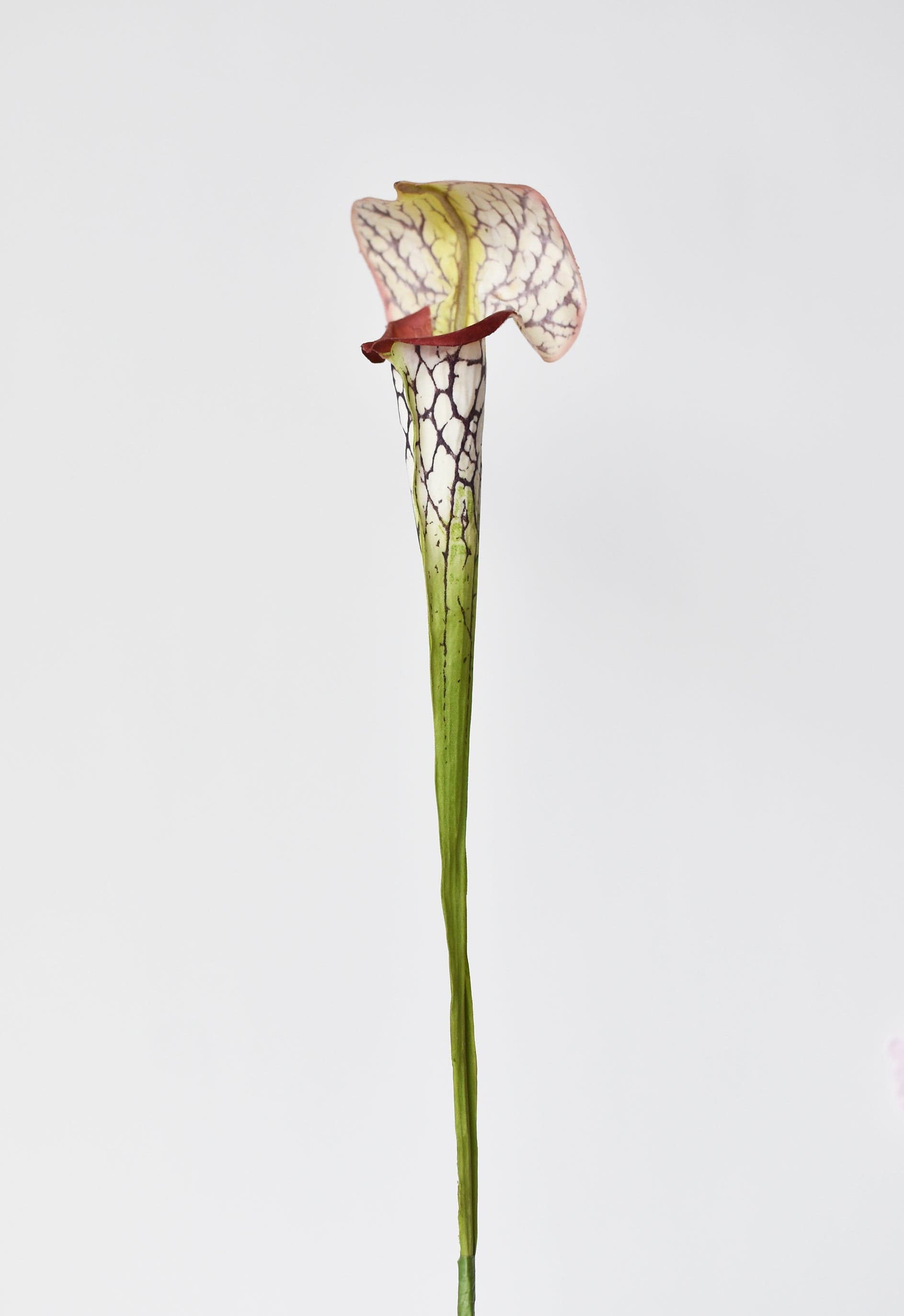 28" Faux Green/Burgundy Pitcher Plant Stem