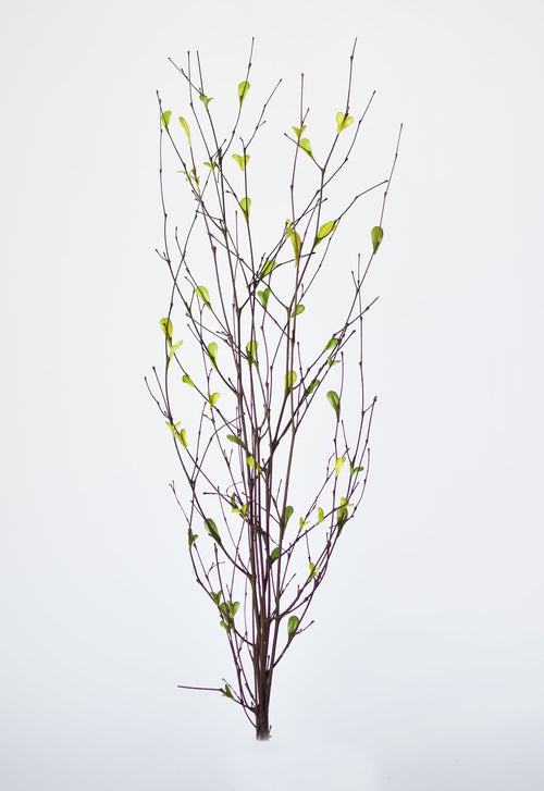 26" Branches with Faux Green Leaves