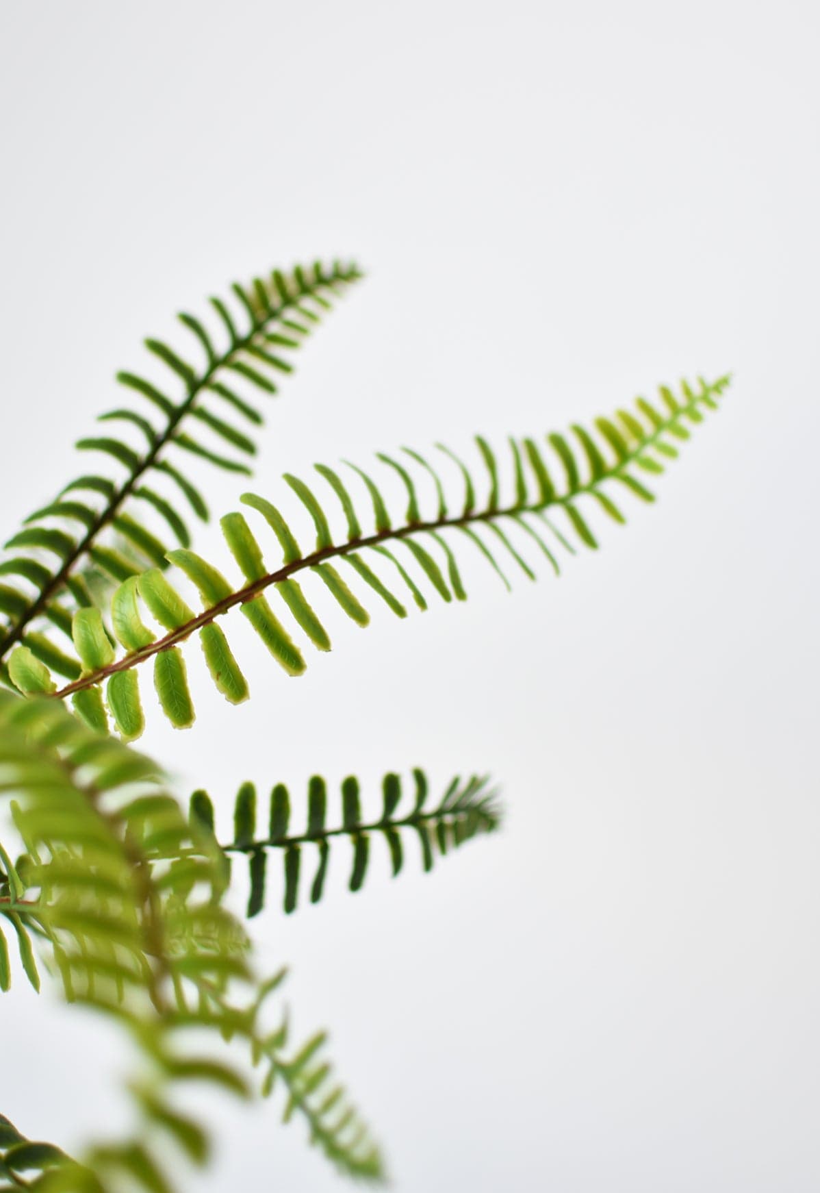 17" Faux Green Boston Fern Bush