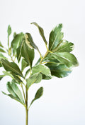 21.5" Faux Real Touch Variegated Green Pittosporum Spray Stem