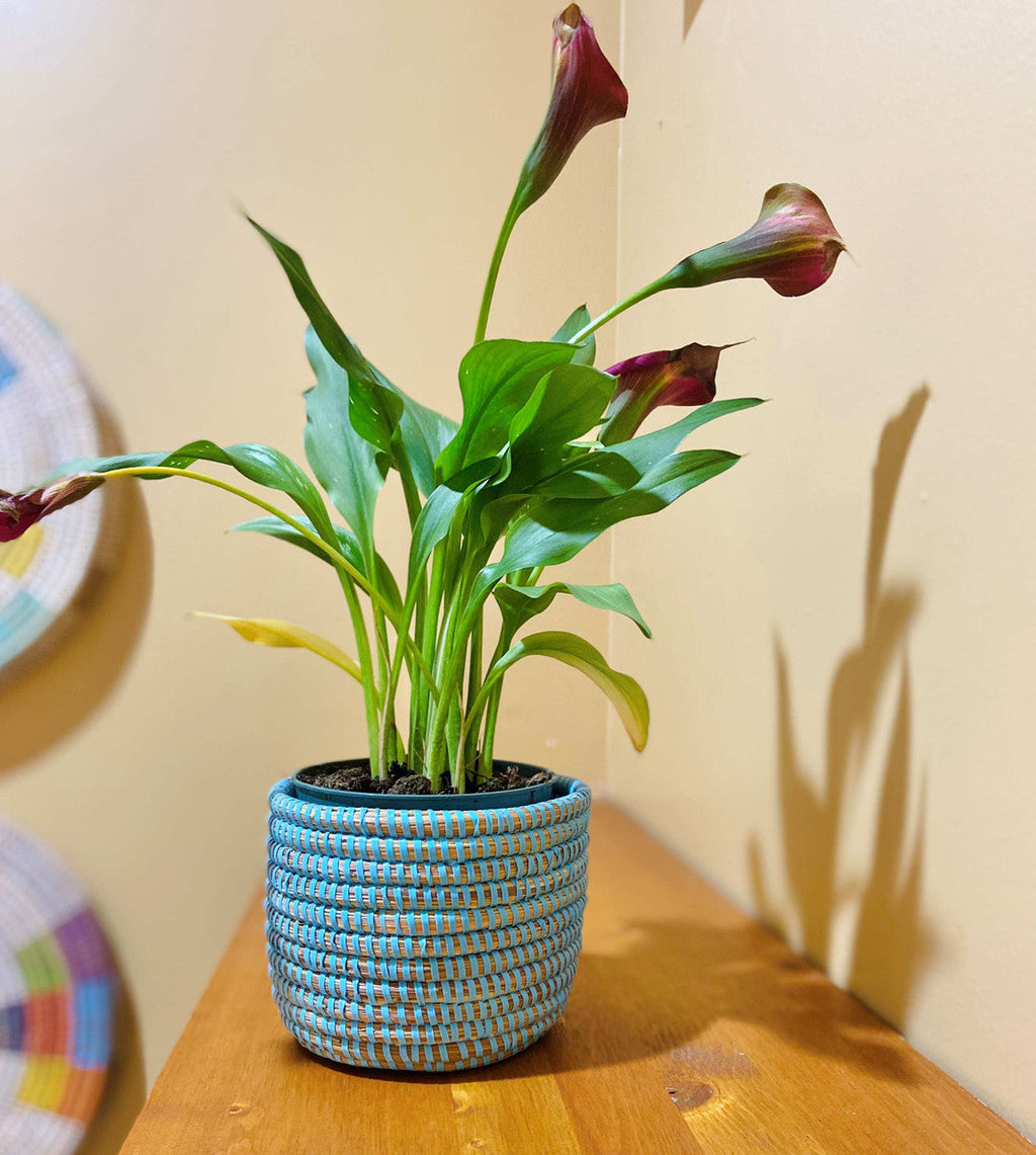 Succulent Basket Planter