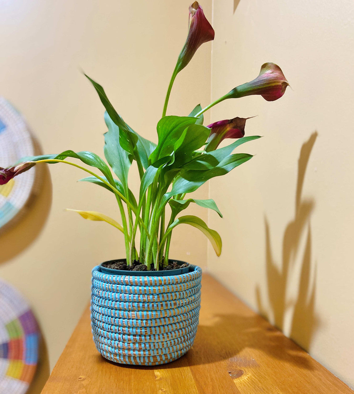 Succulent Basket Planter