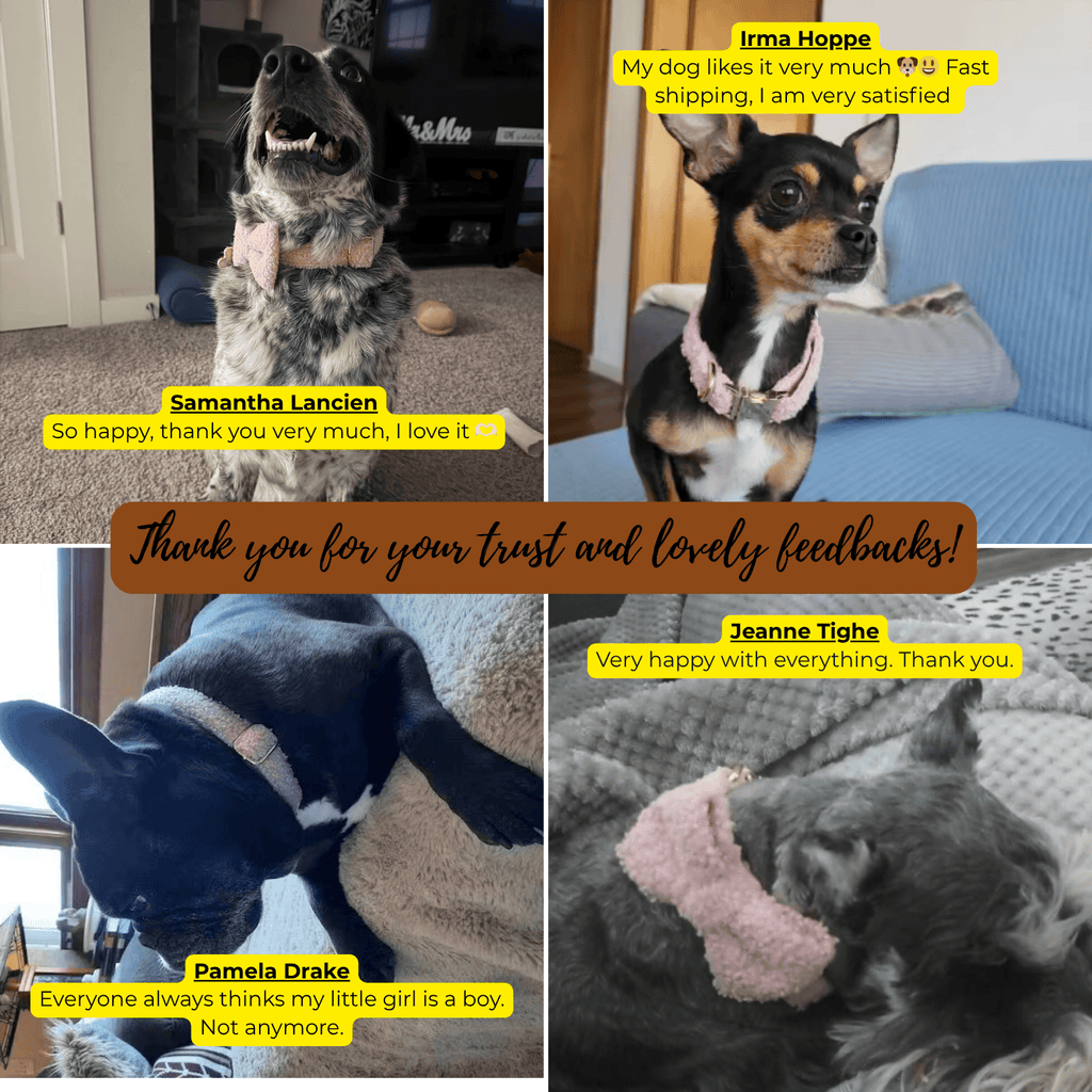 Teddy Pink Set