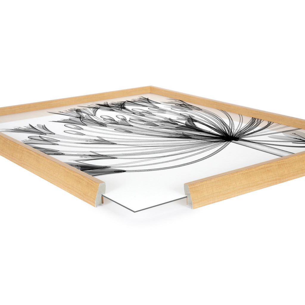 Blake Bell Agapanthus X Ray Floral BW Framed Printed Art by The Creative Bunch Studio