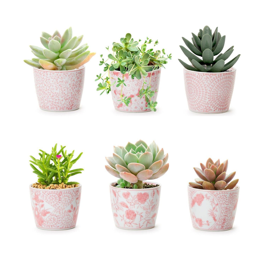 Mini Pink Hand-Painted Porcelain Cachepots