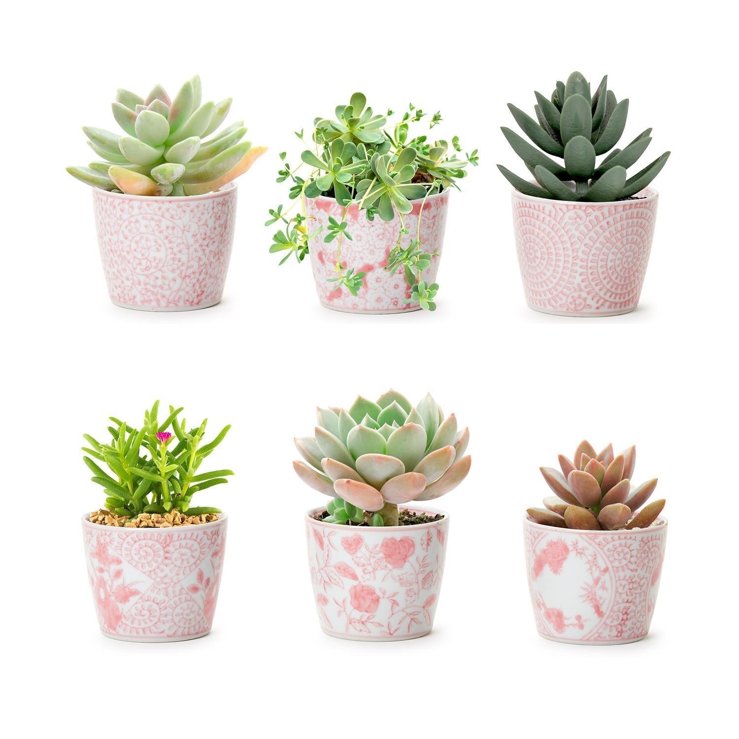 Mini Pink Hand-Painted Porcelain Cachepots